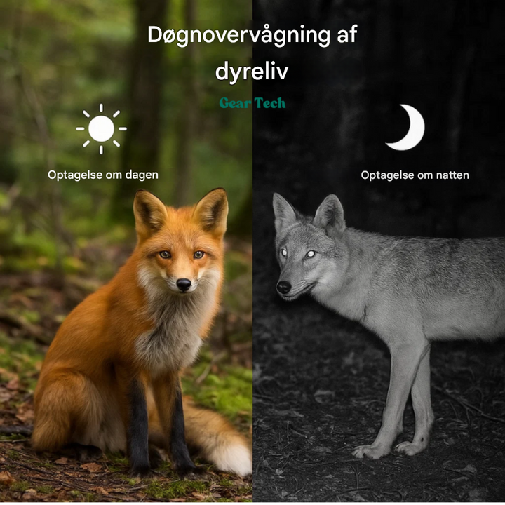 Nattsynskamera til vilde dyr